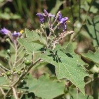 Solanum violaceum Ortega